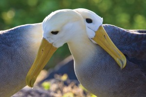 Honeymoonds, Adventures, GalÃ¡pagos Islands, Travel, Albatrosses