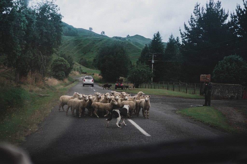 Sheep on the road near Pipiriki
