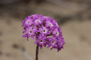 Sand verbena