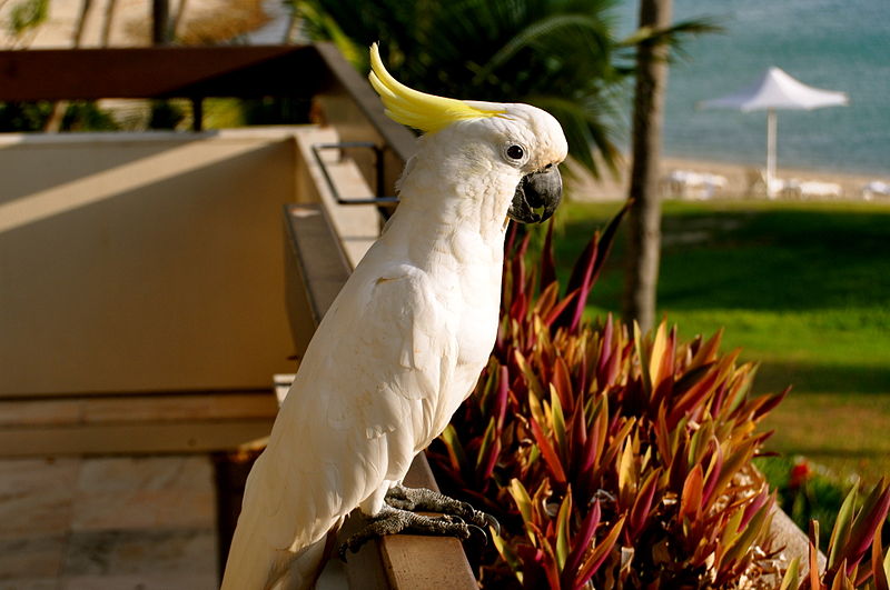 Cockatoo on Hayman Island