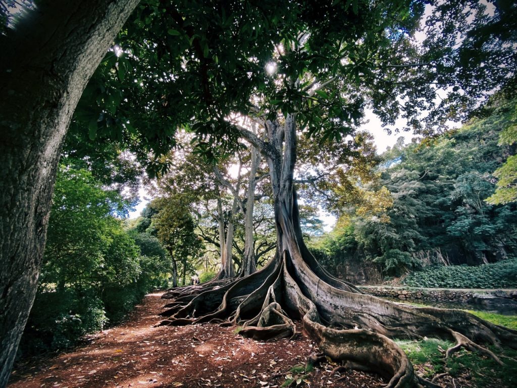 National Tropical Botanical Garden, Lawai Rd, Loloa, HI