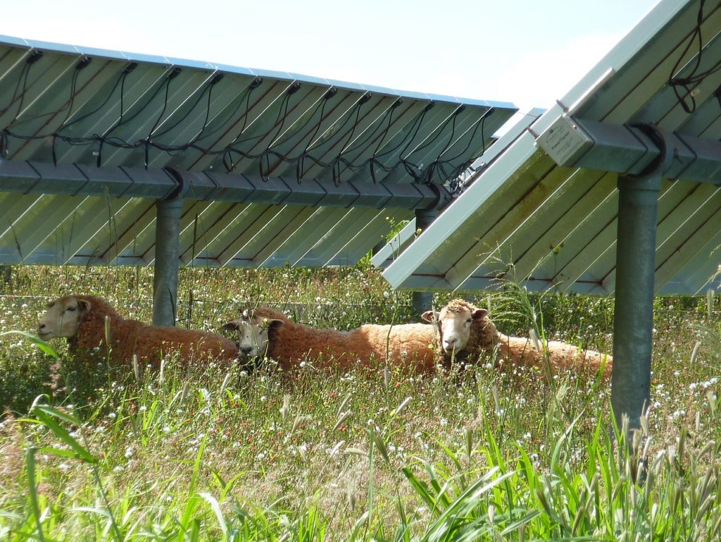 Sheep on a solar farm in Lanai Hawaii