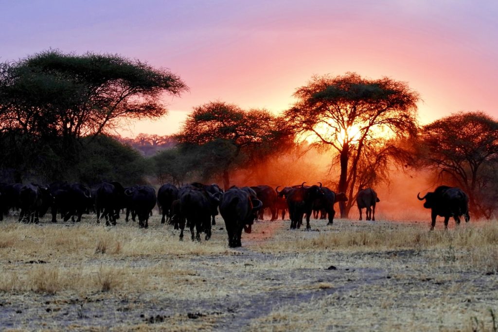 Tarangire National Park, Arusha, Tanzania